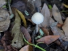 110123_bolita49