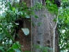 110123_bolita50