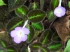 110124_bolita18