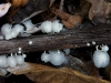 110124_bolita20