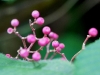 110124_bolita27