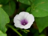 110124_bolita29