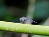 110124_bolita30