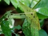 110124_bolita32