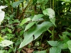 110124_bolita33