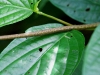 110124_bolita35