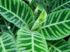 110124_bolita37