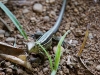 110124_bolita38