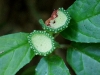 110124_bolita39
