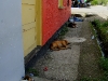 Sleeping dogs?