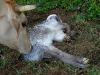 110127_bolita23