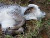 110127_bolita24