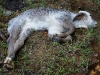 110127_bolita25