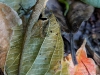 110128_bolita28
