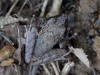 110128_bolita30