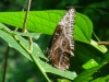 110128_bolita33