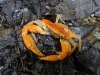110128_bolita34