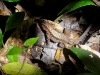 110128_bolita35