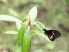 110130_butterfly_garden07