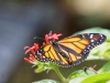 110130_butterfly_garden08