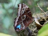 110130_butterfly_garden10