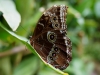 110130_butterfly_garden12