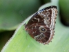 110130_butterfly_garden16