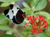 110130_butterfly_garden17
