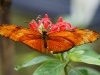 110130_butterfly_garden18