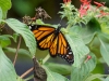 110130_butterfly_garden19