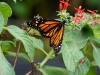 110130_butterfly_garden20