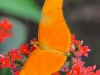 110130_butterfly_garden21