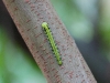 110130_butterfly_garden22_0