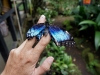110130_butterfly_garden24_0