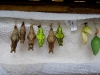 110130_butterfly_garden26