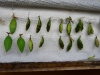 110130_butterfly_garden27