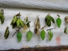 110130_butterfly_garden28
