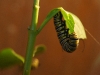 110130_butterfly_garden30