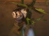 110130_butterfly_garden31