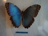 110130_butterfly_garden32