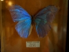 110130_butterfly_garden33