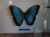 110130_butterfly_garden34