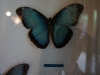 110130_butterfly_garden35