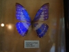110130_butterfly_garden36