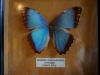 110130_butterfly_garden37