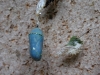 110130_butterfly_garden38