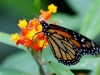 110130_butterfly_garden39