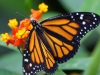 110130_butterfly_garden40