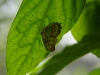 110130_butterfly_garden41