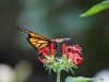 110130_butterfly_garden42